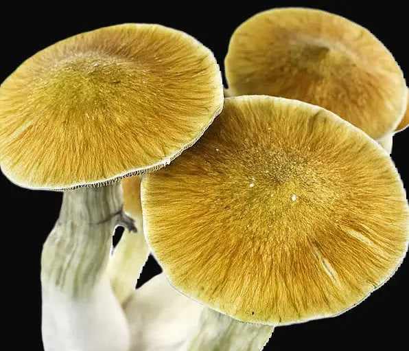 Cambo crossed with SV10 Mushroom. Mycotopia