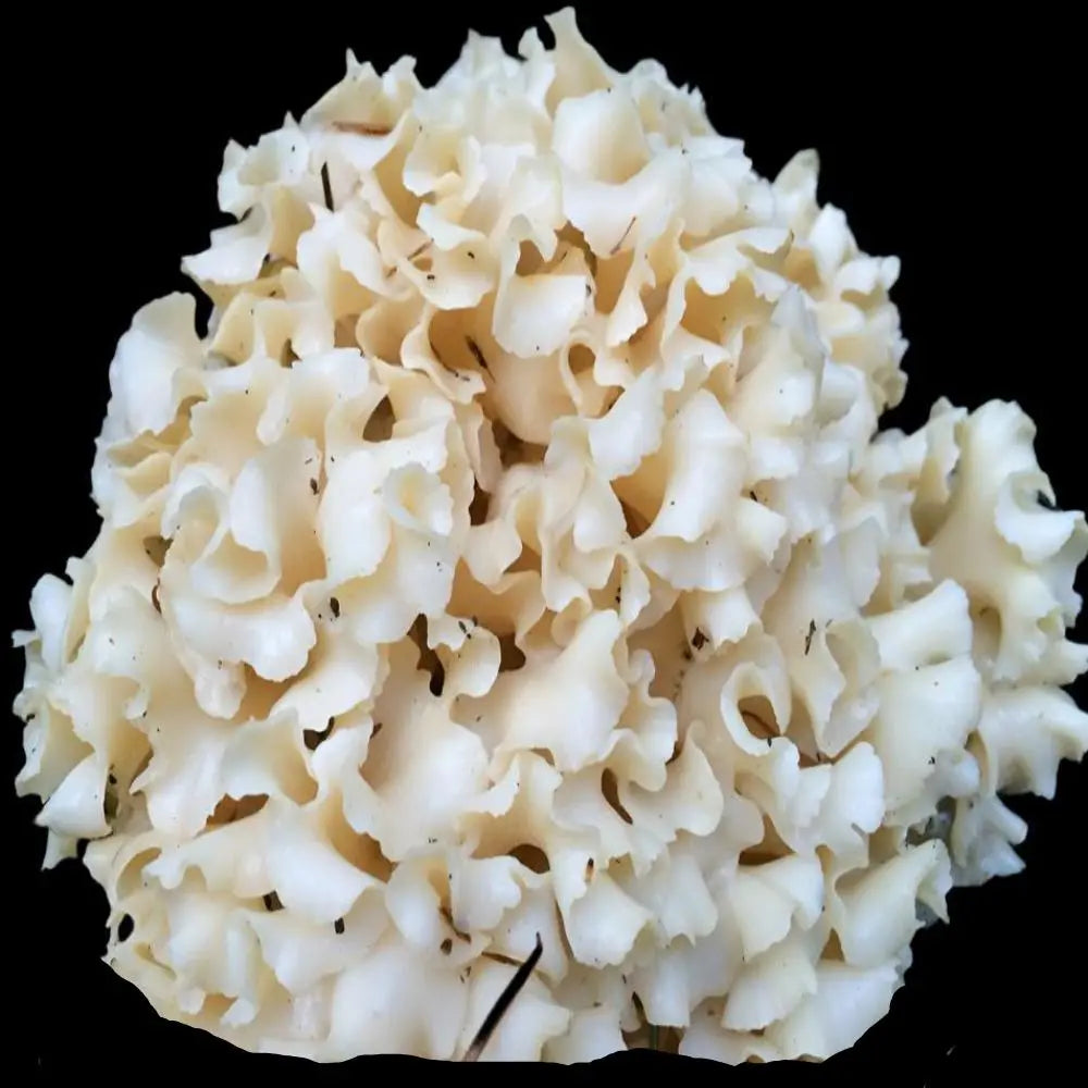 Cauliflower Mushroom. Mycotopia