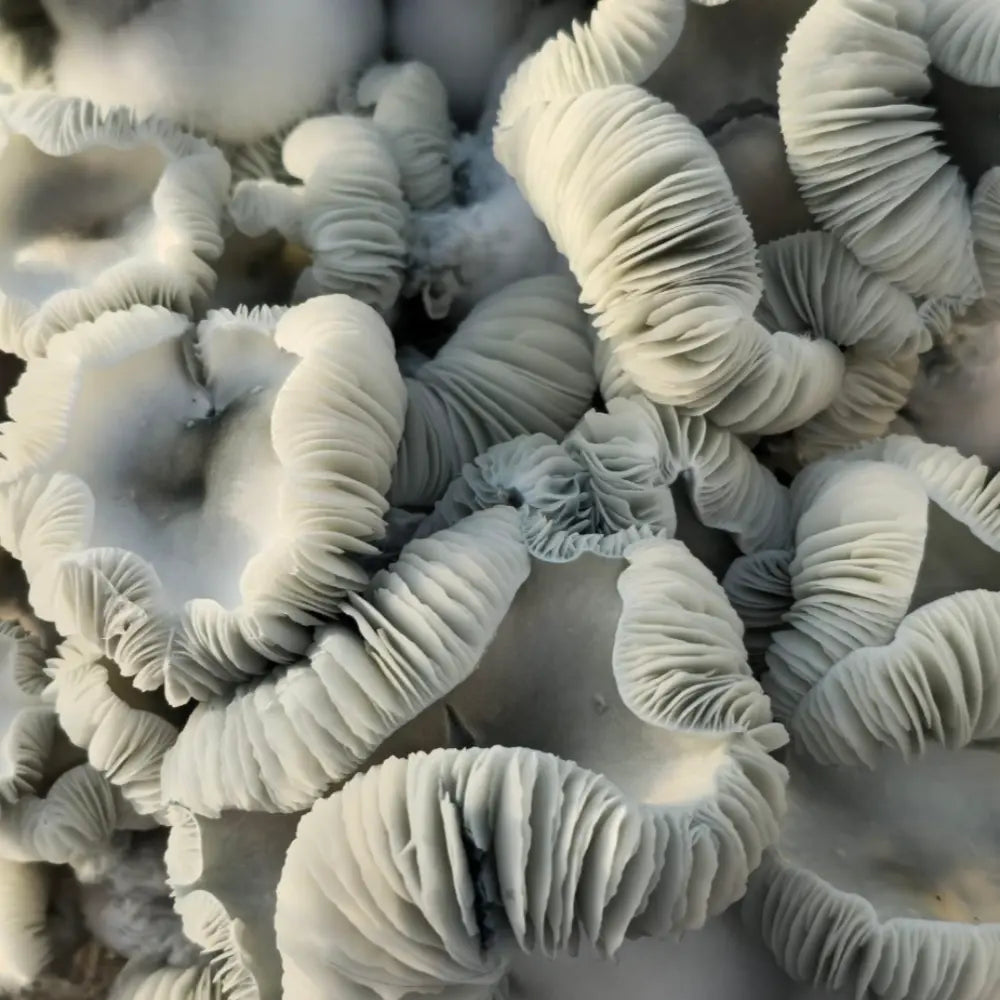 Cherub Mushroom Mycotopia