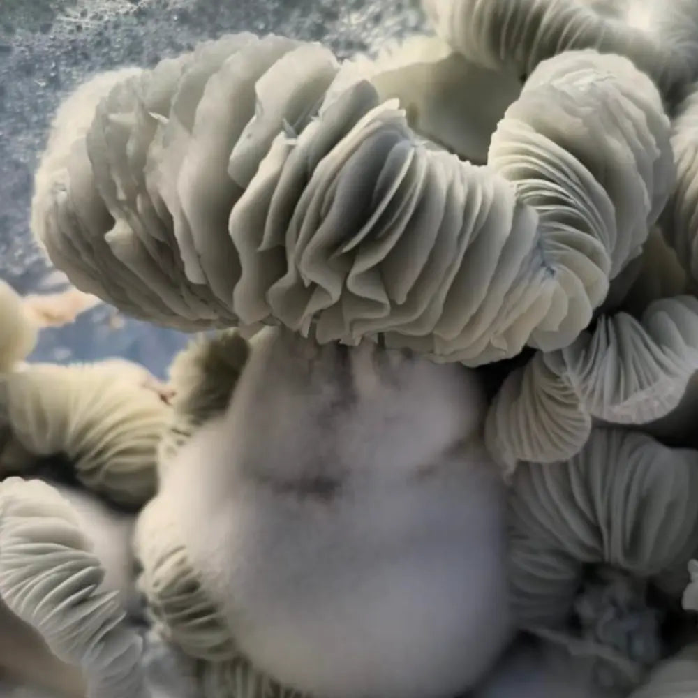 Cherub Mushroom Mycotopia