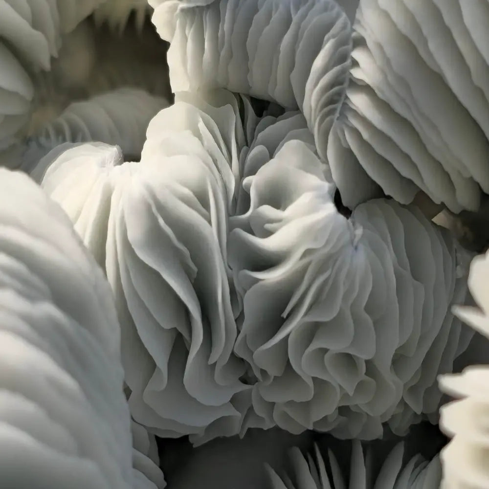 Cherub Mushroom Mycotopia