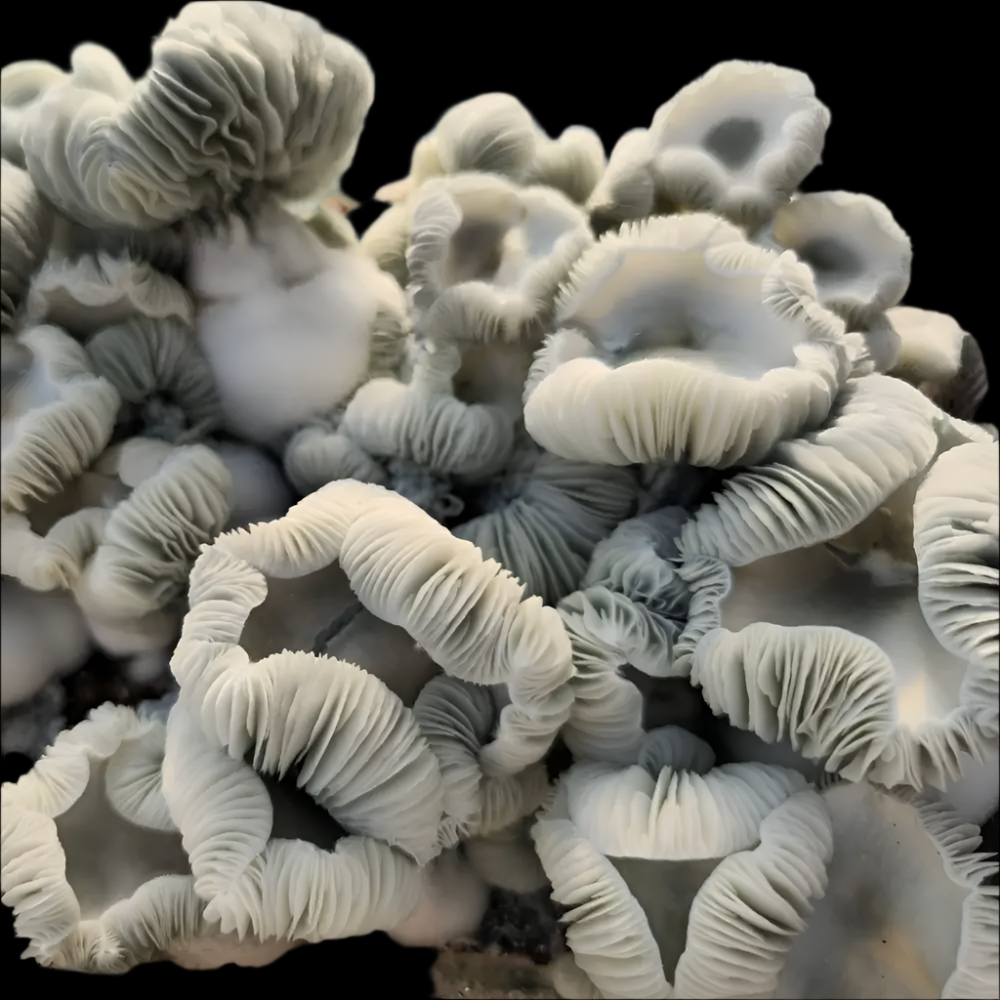 Cherub Mushroom Mycotopia