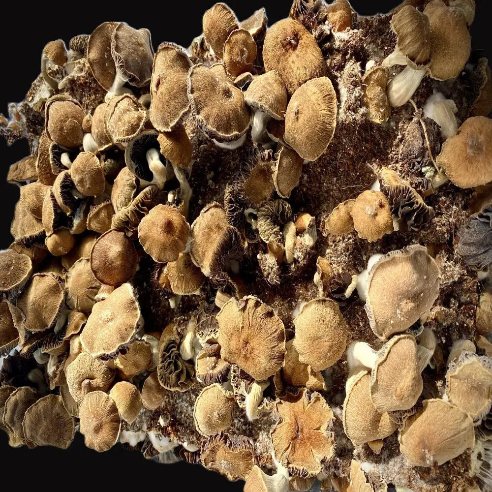Choco Rojo Mushroom. Mycotopia