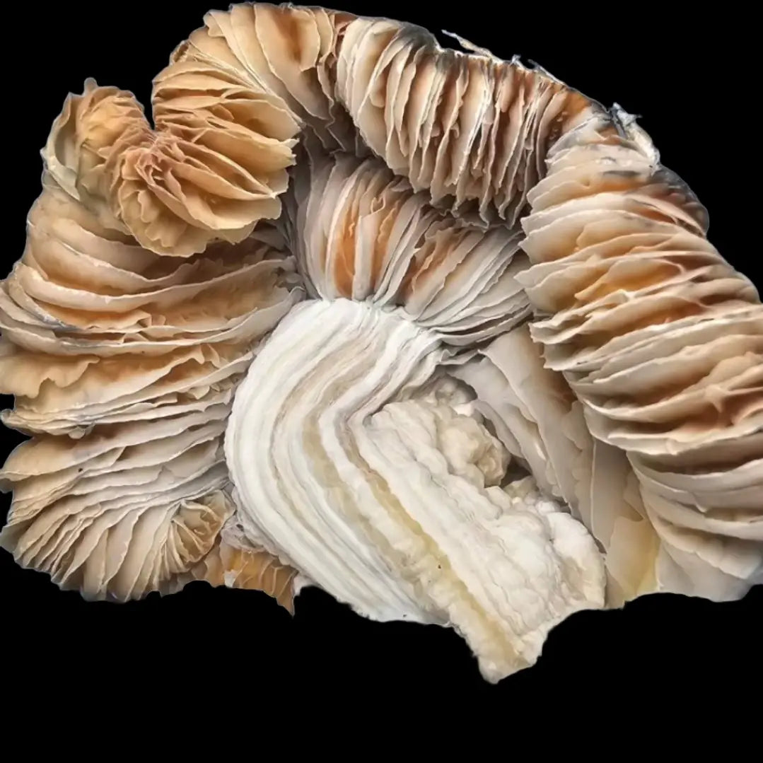 Chocolate Gumby Mushroom. Mycotopia