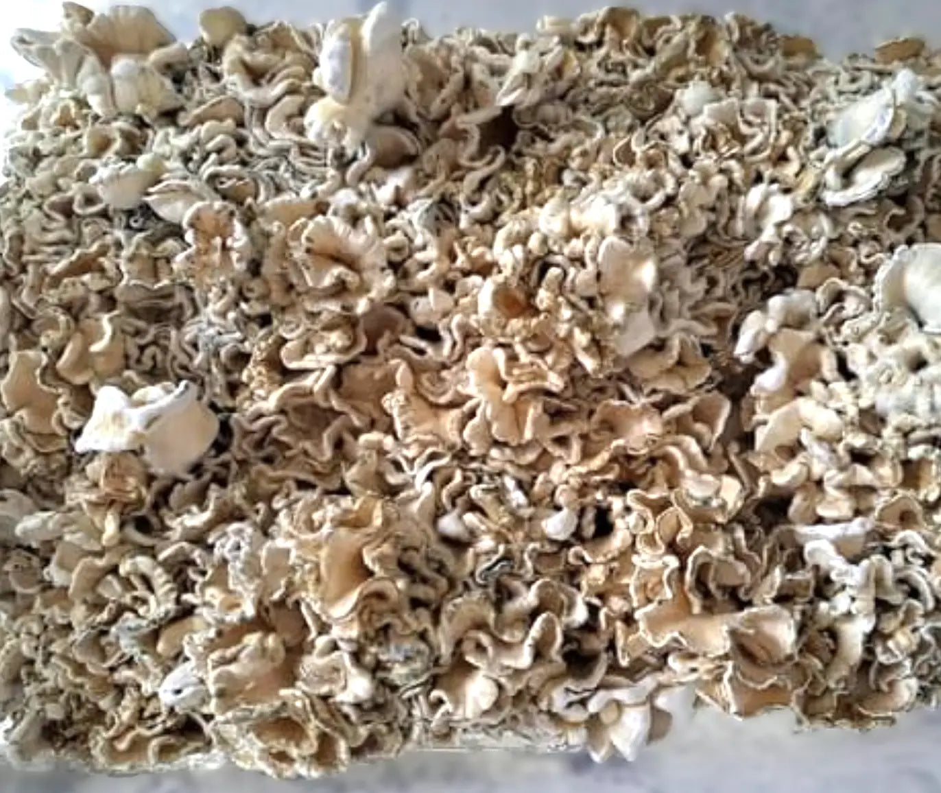 Chocolate Krinkle Brains Mushroom Mycotopia