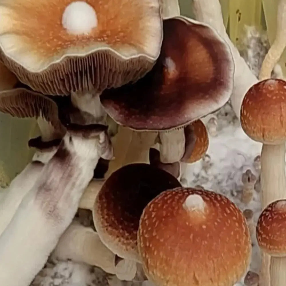 Chocolate Krinkle Monster Mushroom Mycotopia