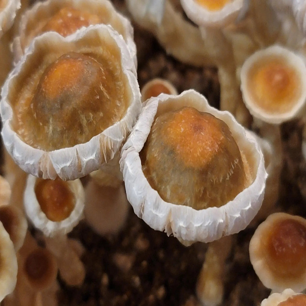Chupacabra Mushroom Mycotopia