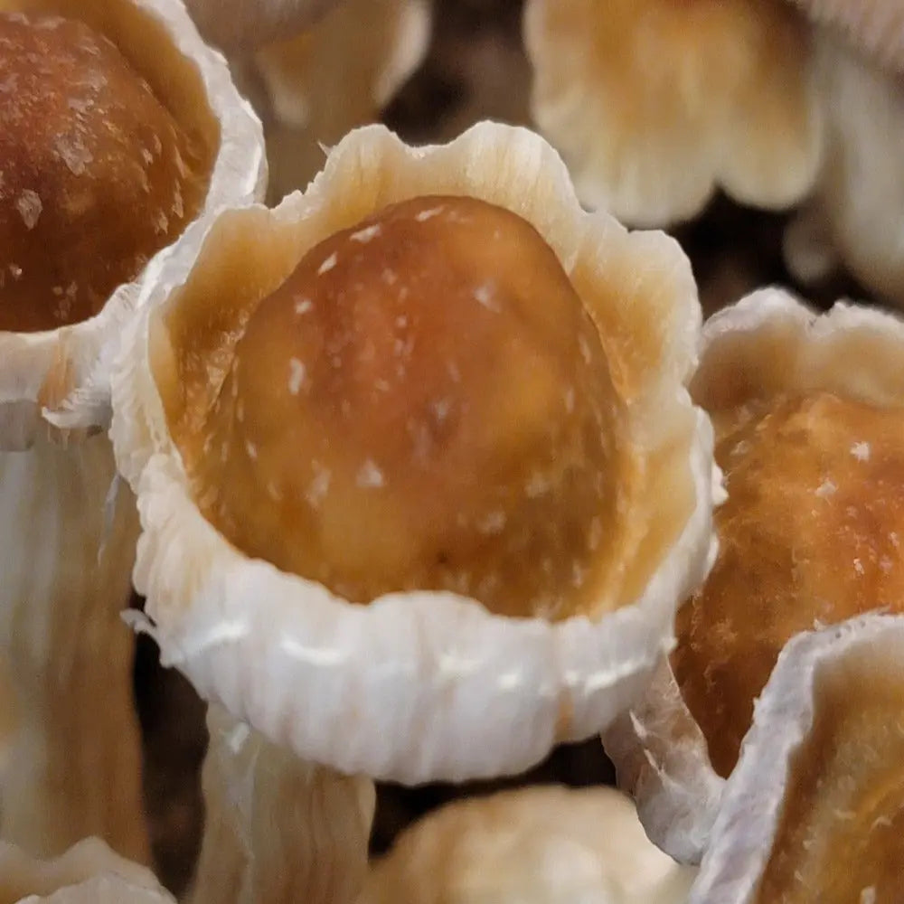 Chupacabra Mushroom Mycotopia