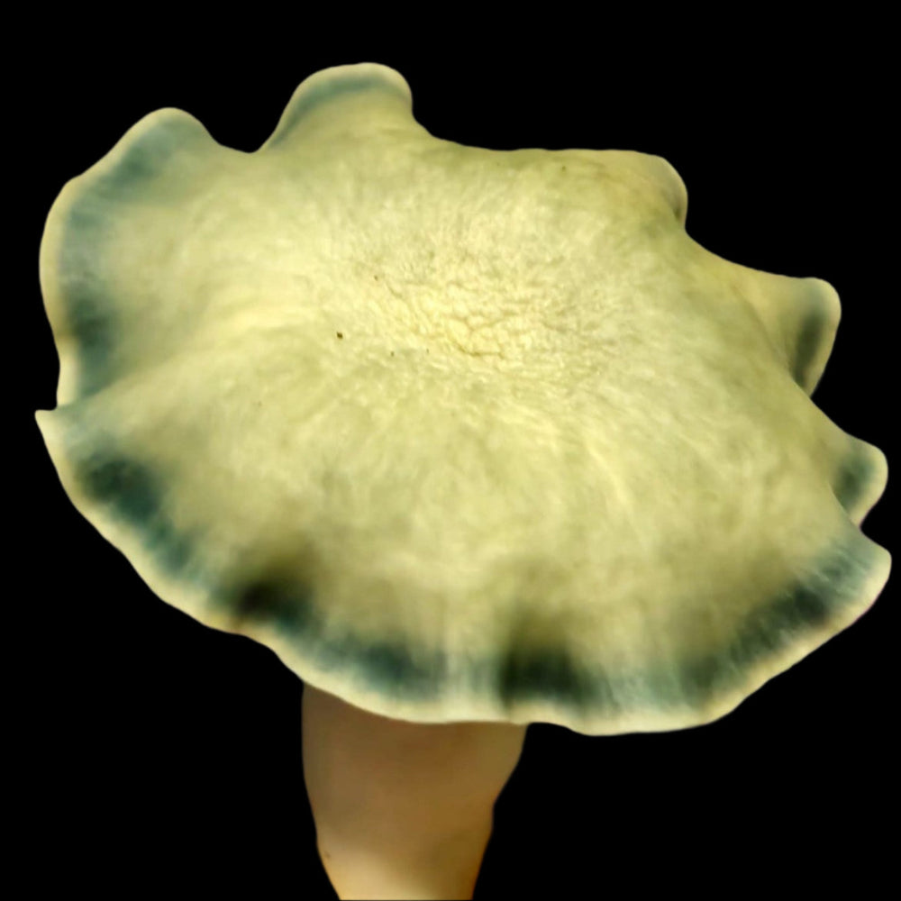 Chupacabra Mushroom Mycotopia