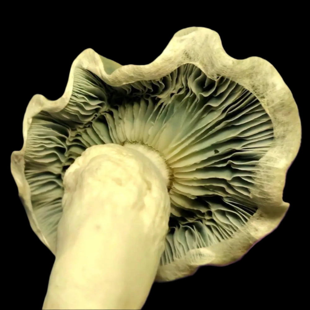 Chupacabra Mushroom Mycotopia