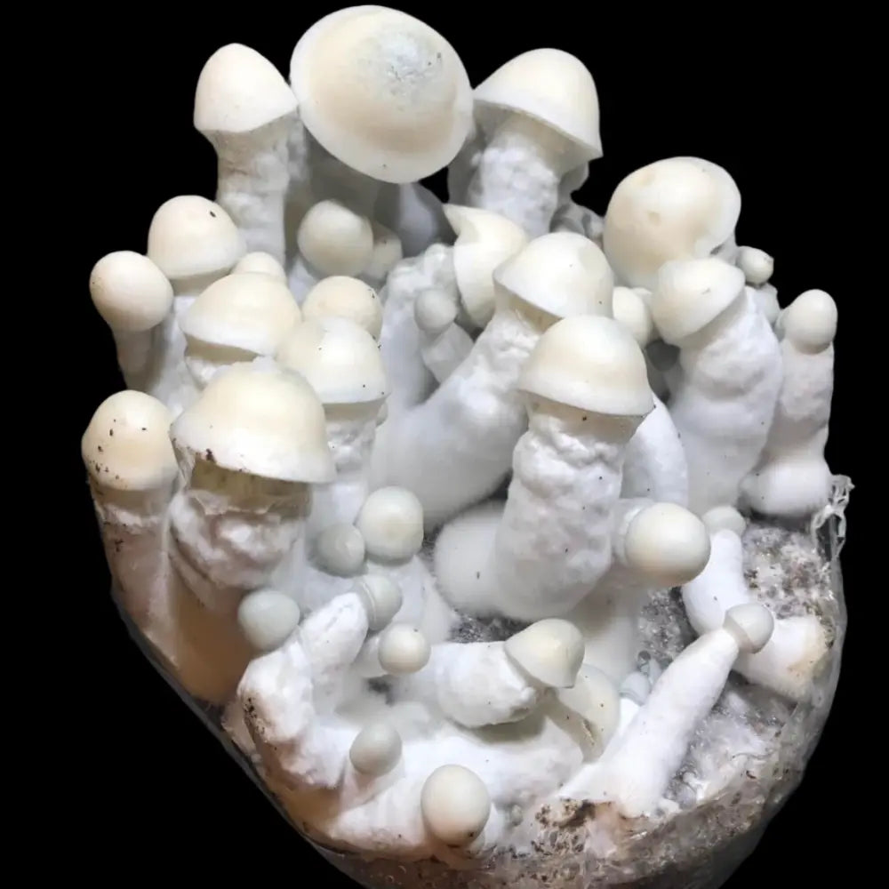 Cosmic Ghost Rider Mushroom. Mycotopia