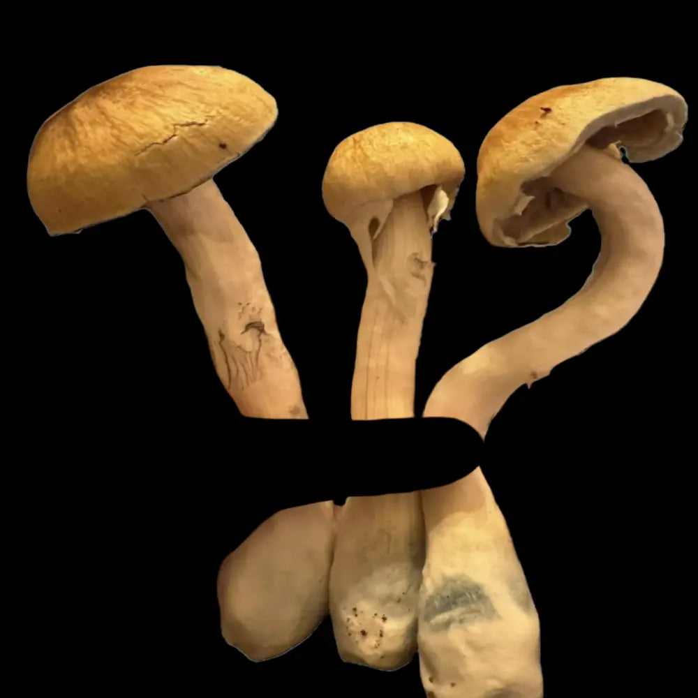 Cosmic Ghost Rider Mushroom. Mycotopia