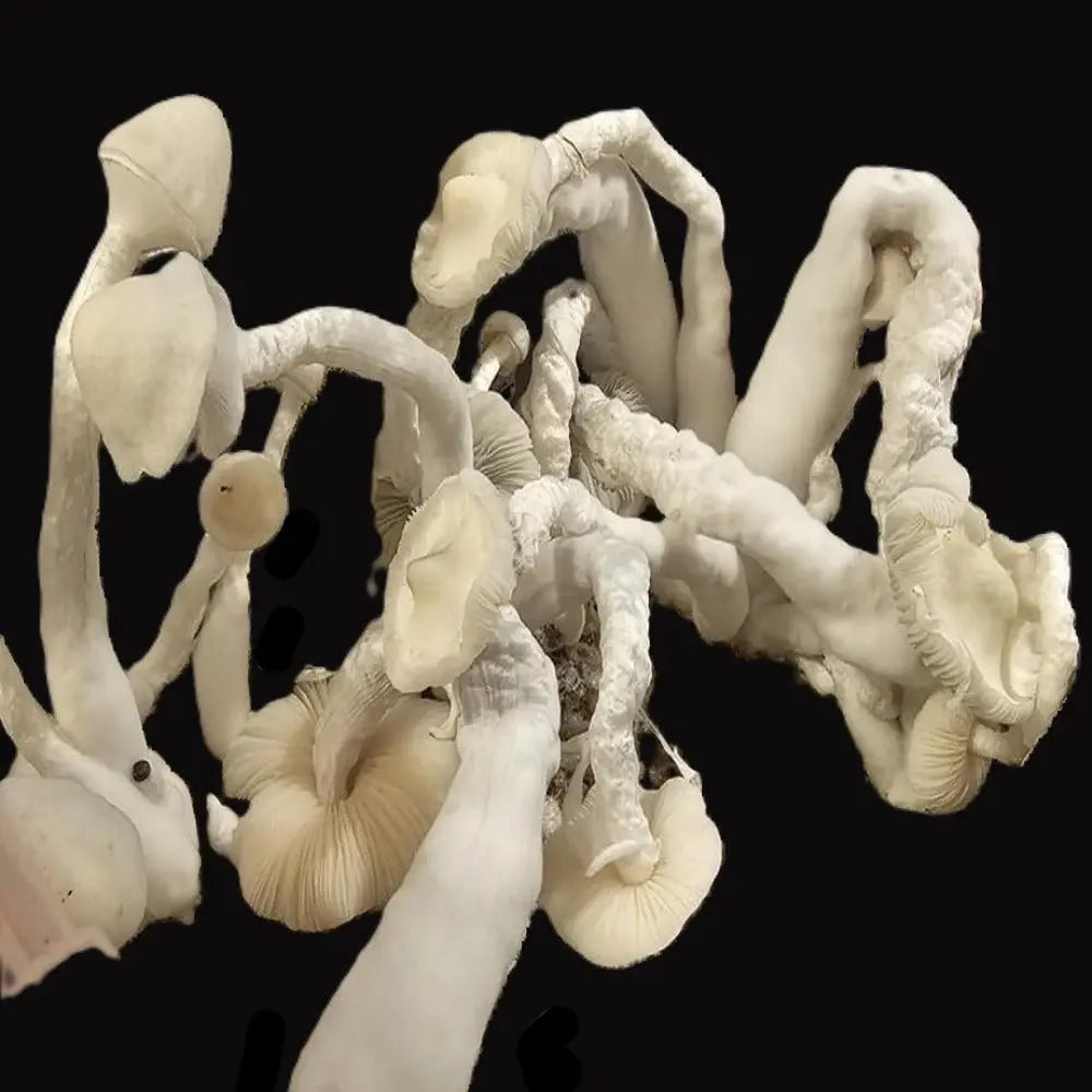 Crooked Jack. Mycotopia