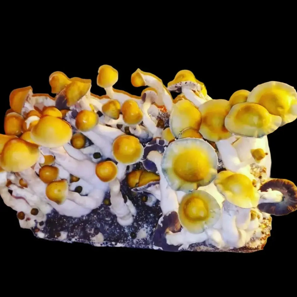 DC Mak 95 Mushroom Mycotopia