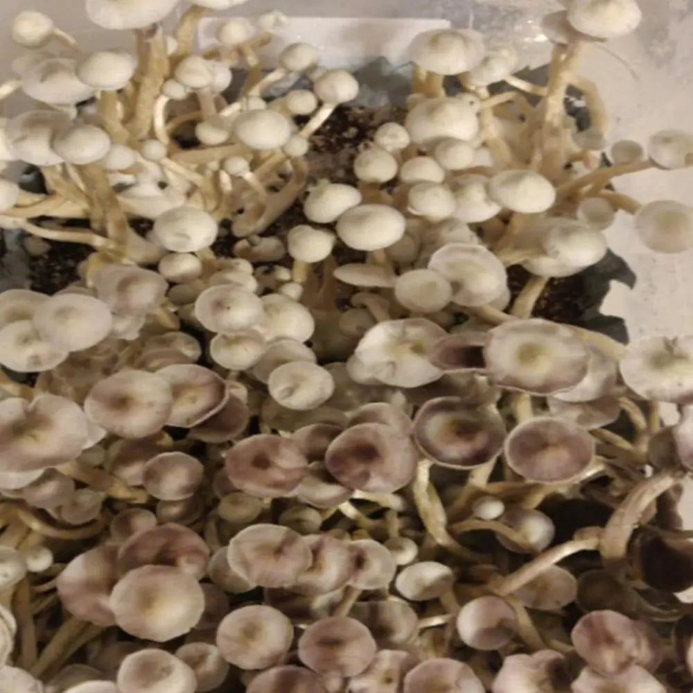 Dave's APER Mushroom Mycotopia