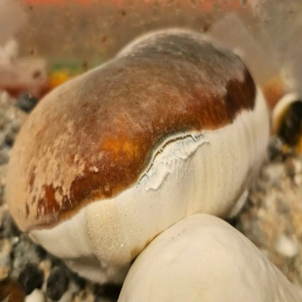 King Derp Mycotopia