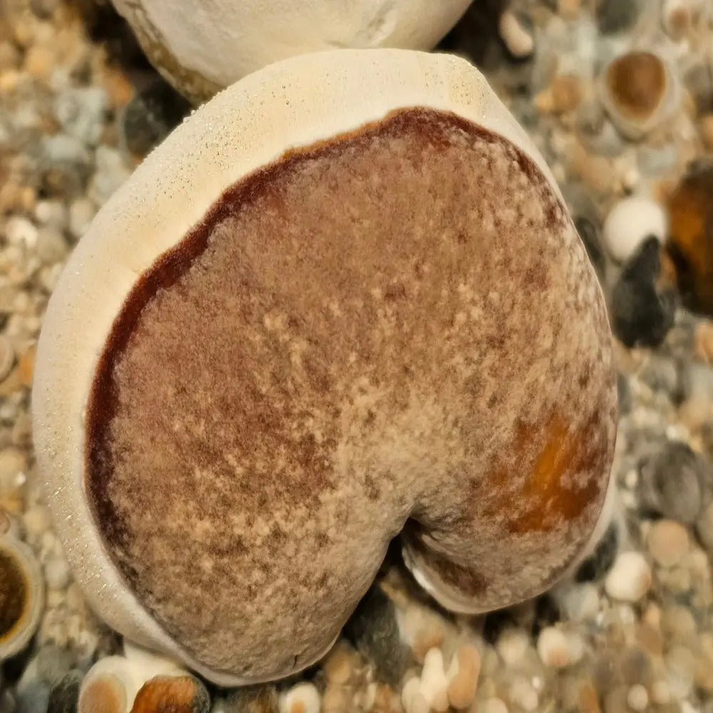King Derp Mycotopia