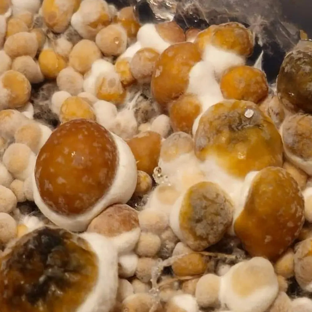 King Derp Mycotopia