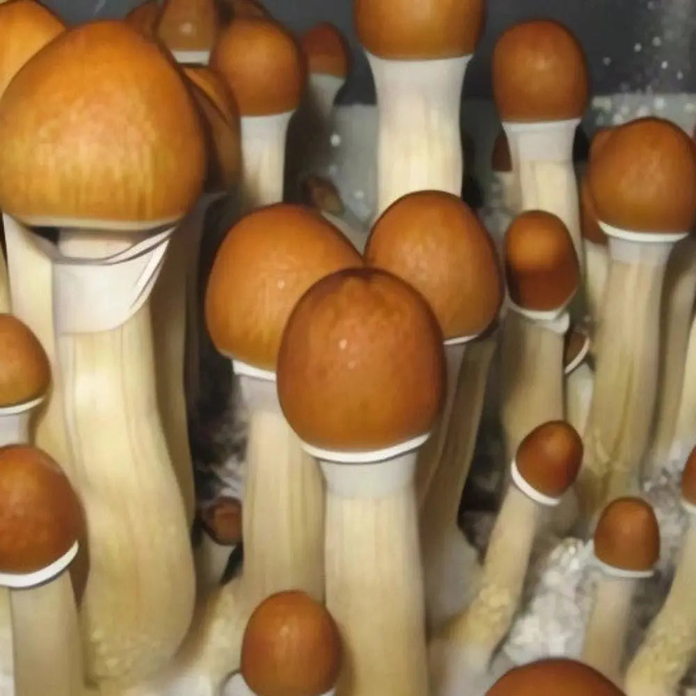 Equador Mushroom Mycotopia