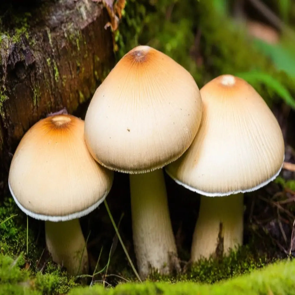Equador Mushroom Mycotopia