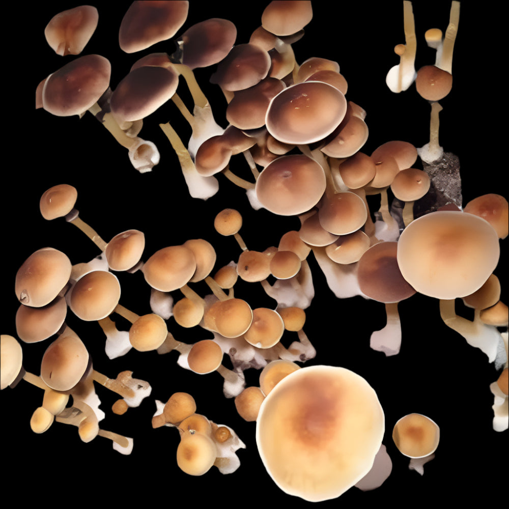 F+ Mushroom. Mycotopia