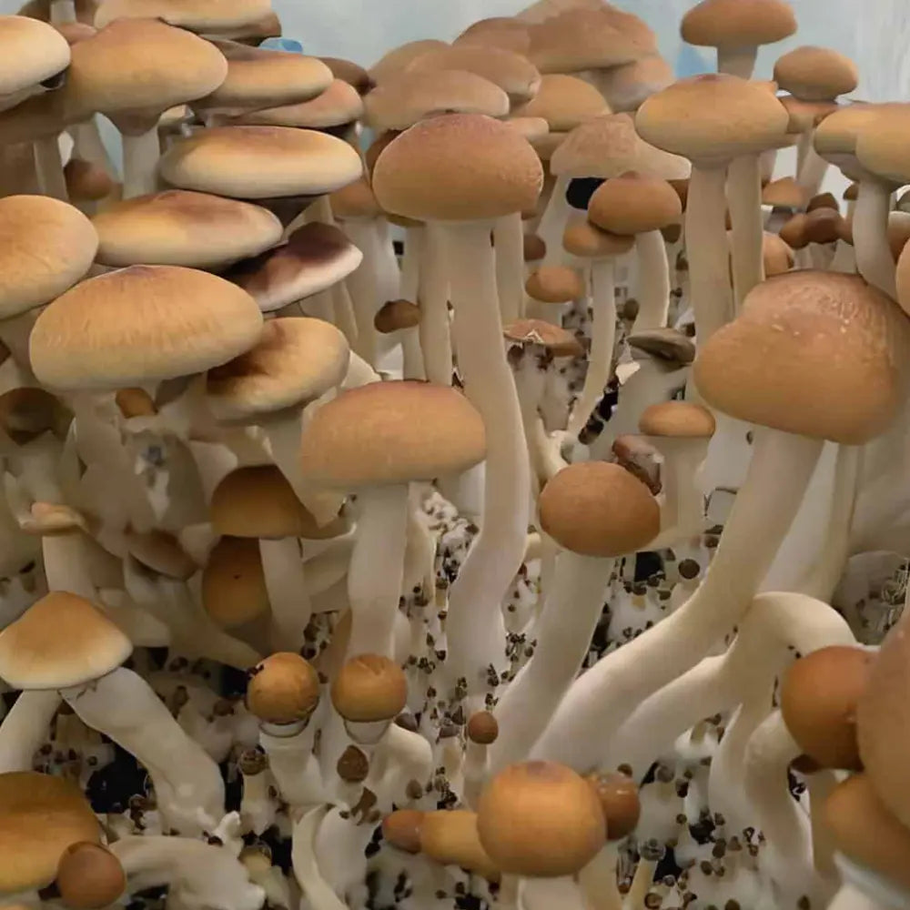 Fiji Mushroom Mycotopia