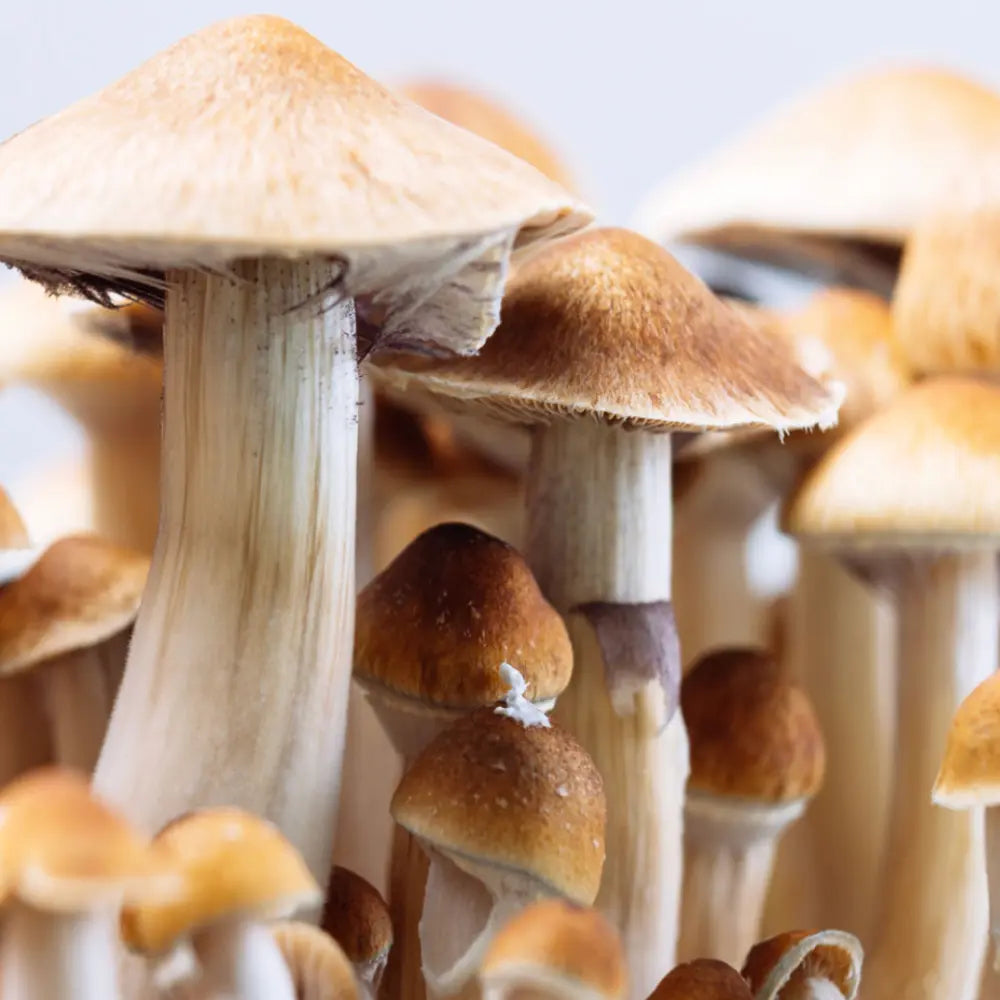 Fiji Mushroom Mycotopia