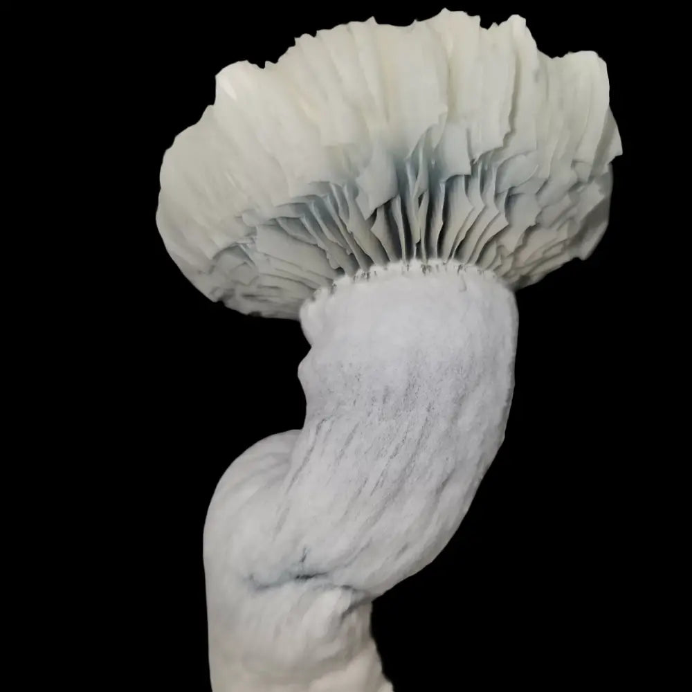 Fischer Mushroom. Mycotopia