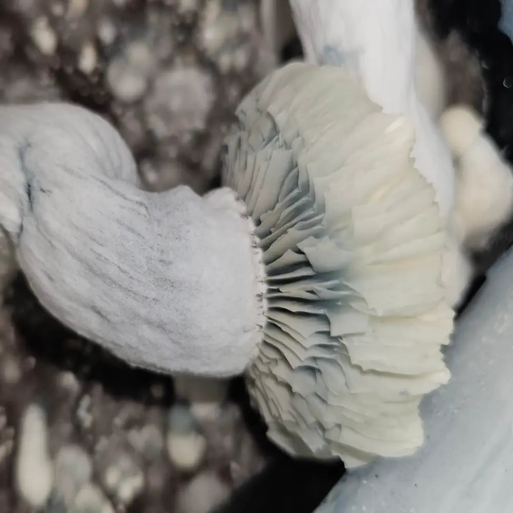 Fischer Mushroom. Mycotopia