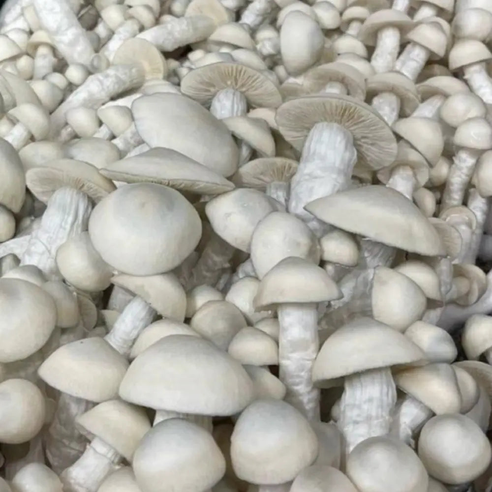 Gandolf Mushroom. Mycotopia