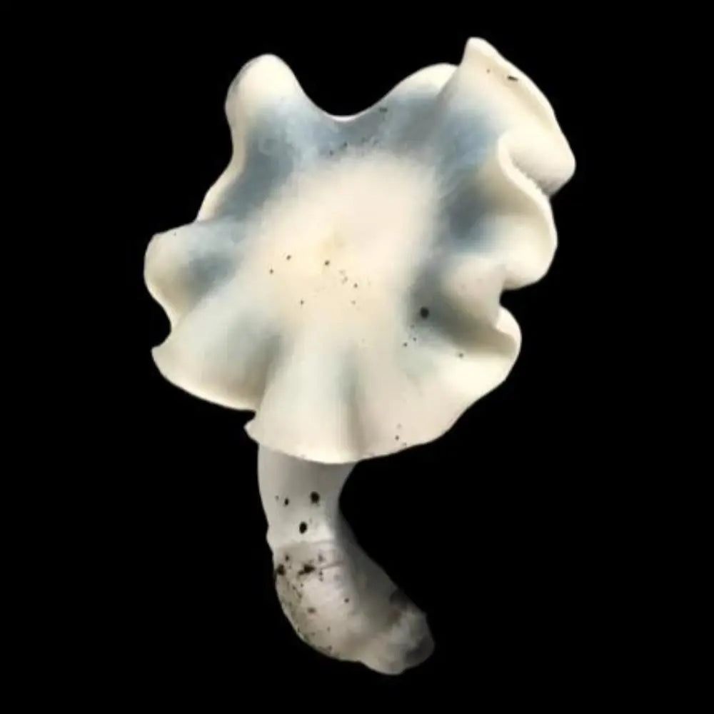 Ghost Rider Mushroom Mycotopia