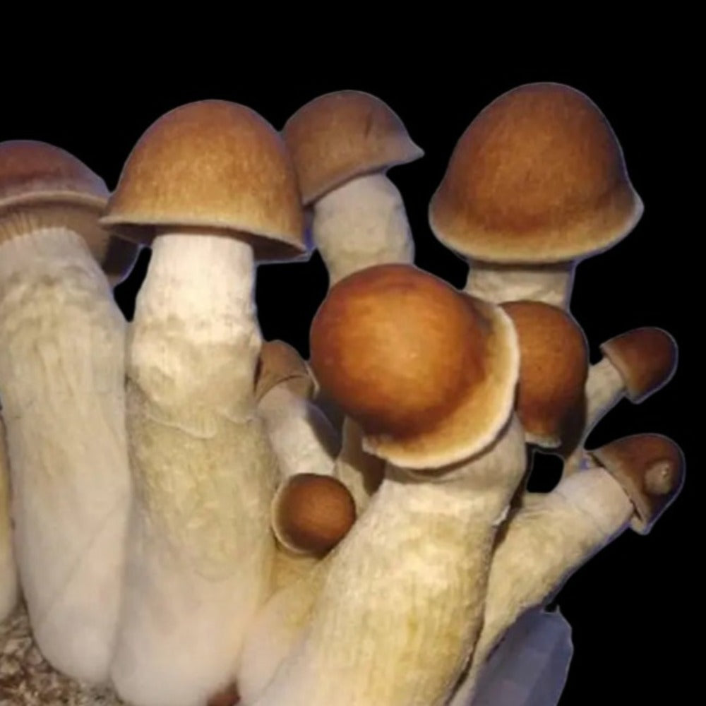 Giant PE Mushroom. Mycotopia