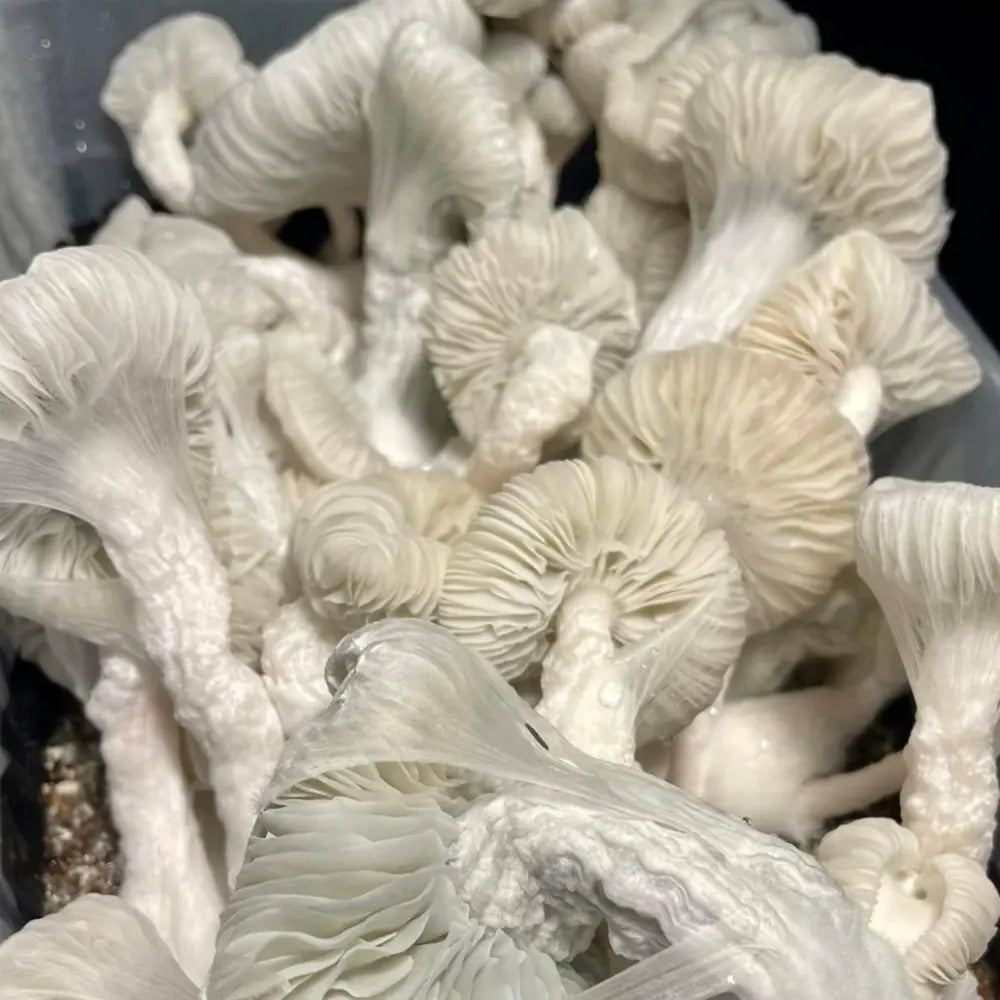 Gnarly A+ Mushroom. Mycotopia
