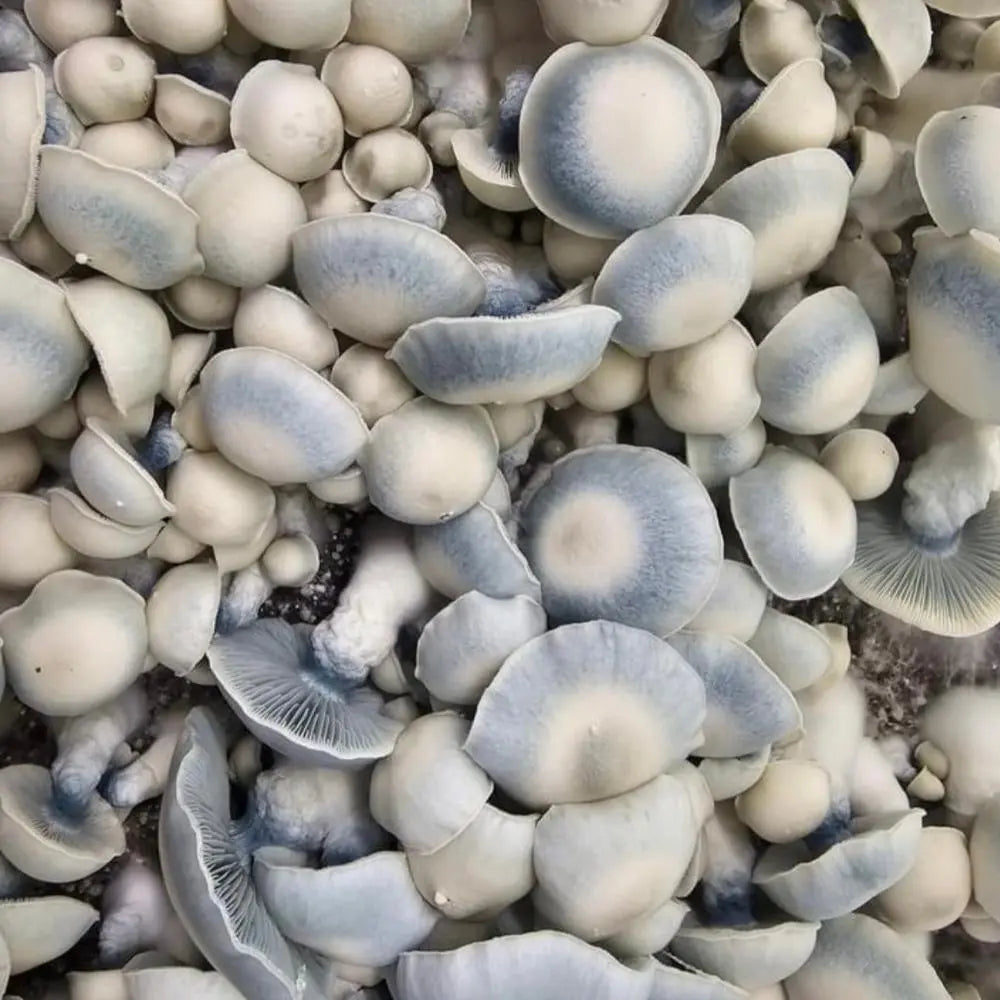 Goat Mushroom. Mycotopia