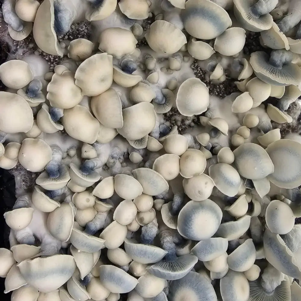 Goat Mushroom. Mycotopia