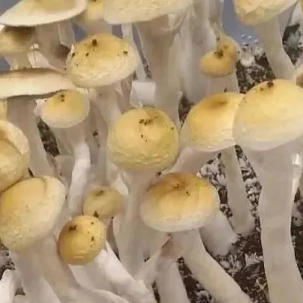 Golden Halo Mushroom Mycotopia