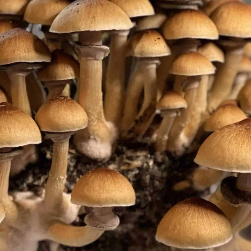 Golden Mammoth Mushroom Mycotopia