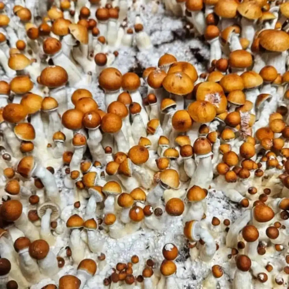 Golden Mammoth Mushroom Mycotopia