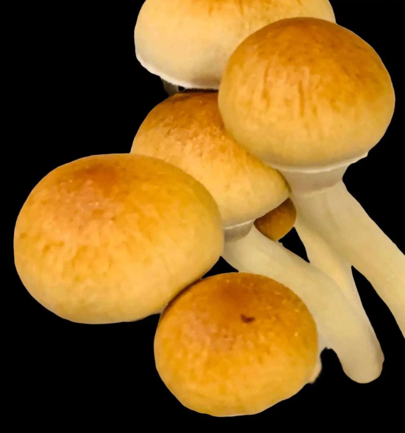 Golden Hawk Mushroom Mycotopia