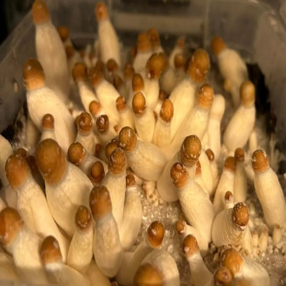 Goldy Mak Mushroom. Mycotopia