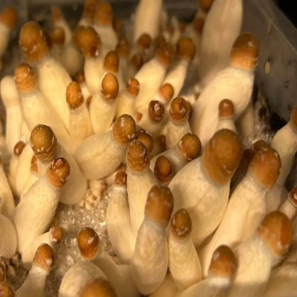 Goldy Mak Mushroom. Mycotopia
