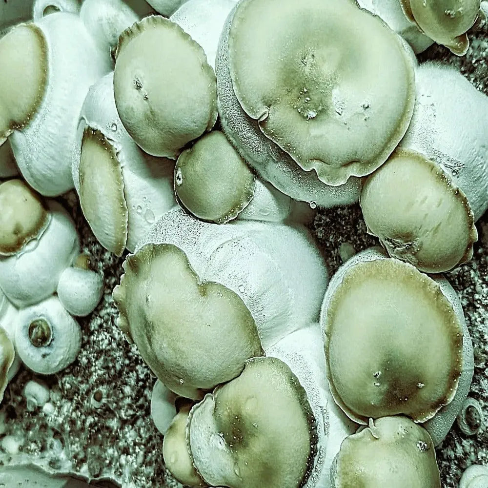 Greenie Vuitton Mycotopia
