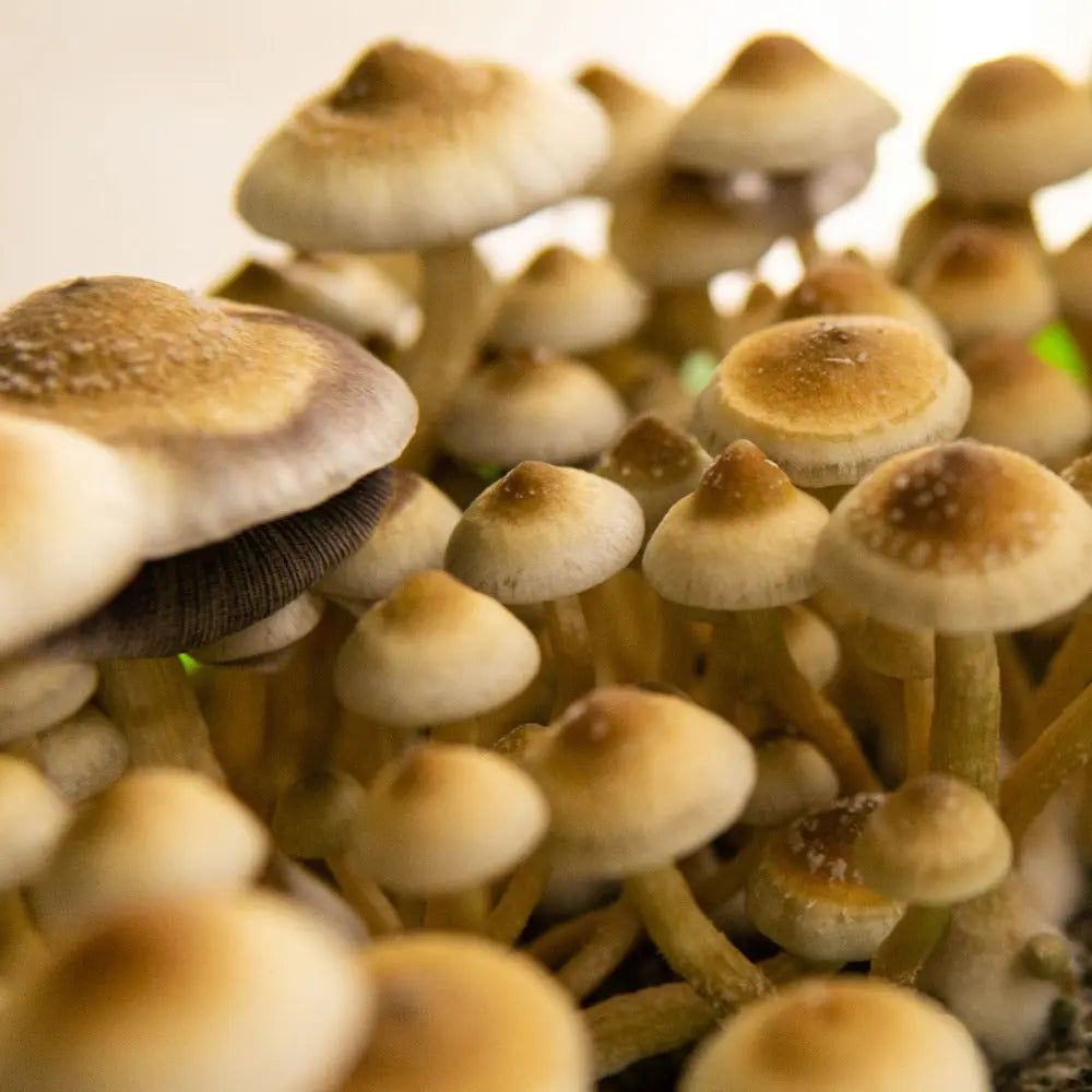 Gulf Coast Mushroom Mycotopia