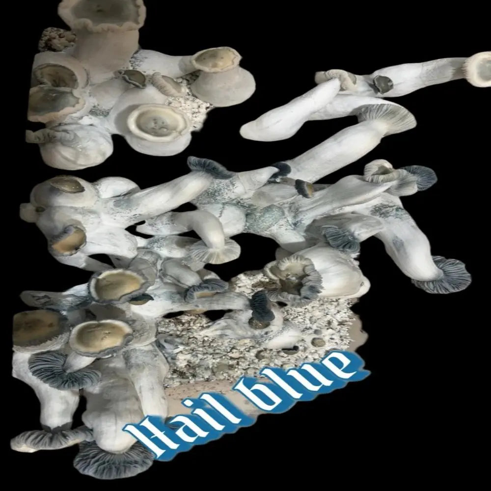 Hail Blue Mushroom. Mycotopia