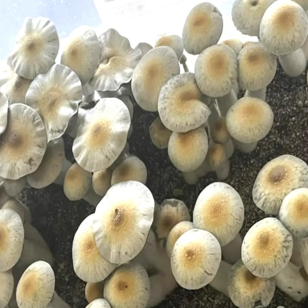 Hilbilly Mushroom. Mycotopia