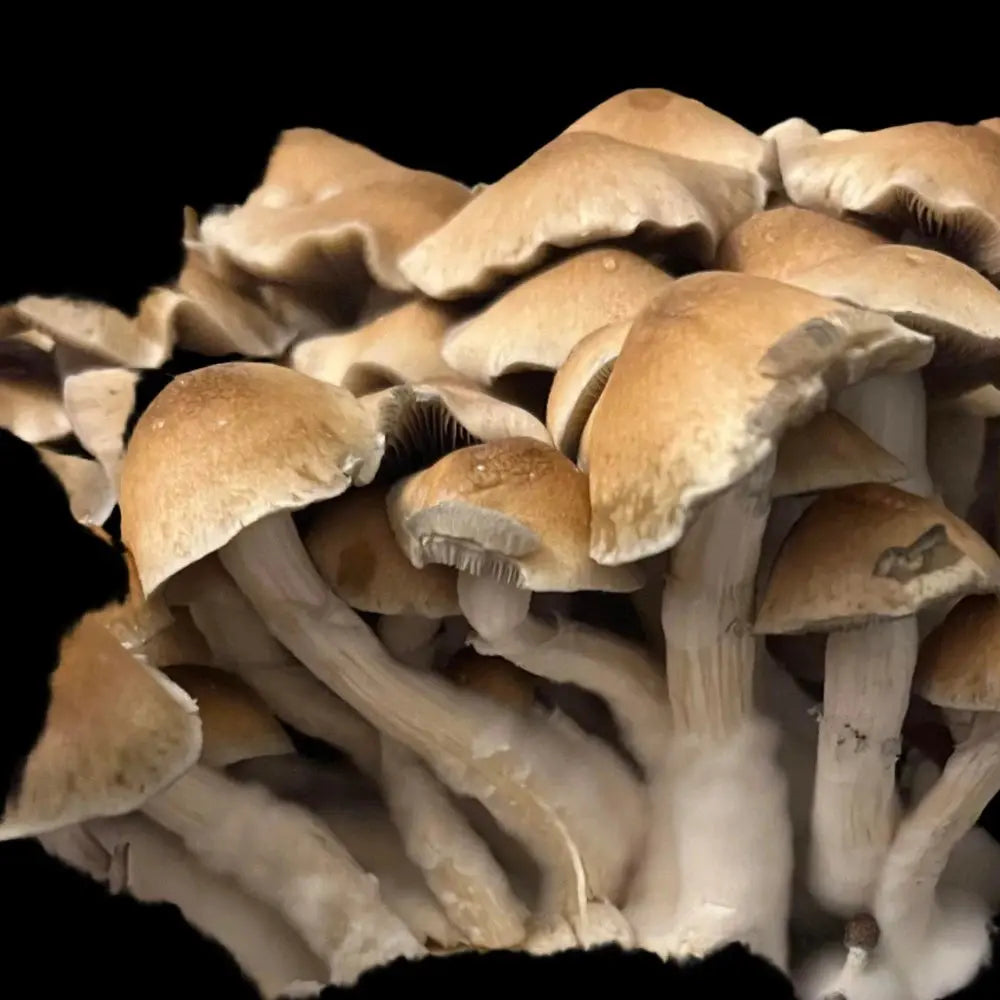 Hillbilly cross with Menace. Mycotopia