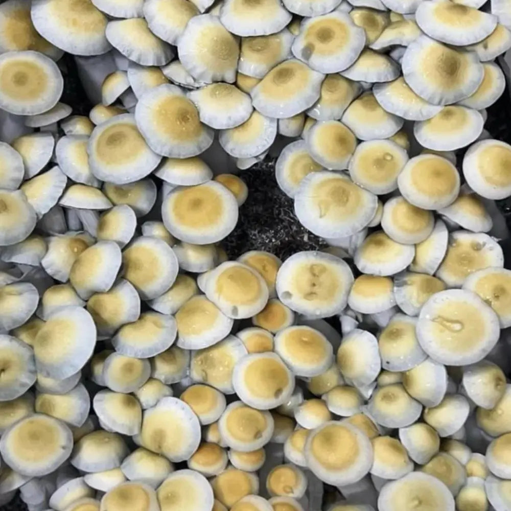 Hilbilly Mushroom. Mycotopia