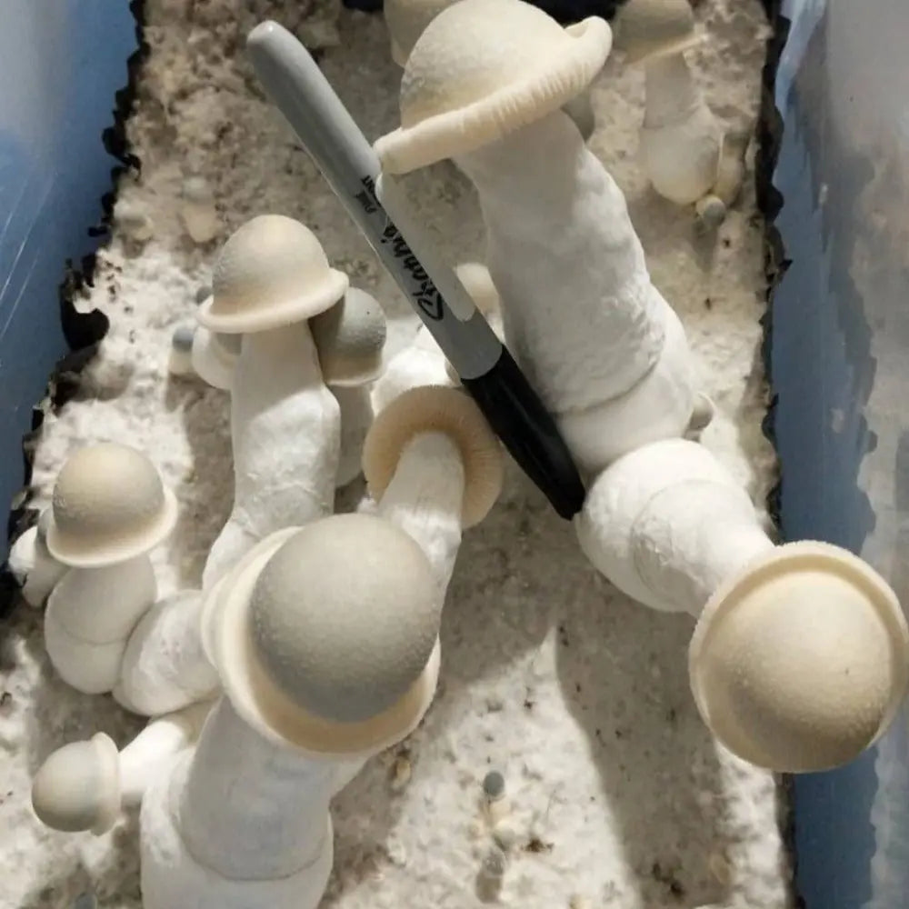 Hung Mushroom Mycotopia