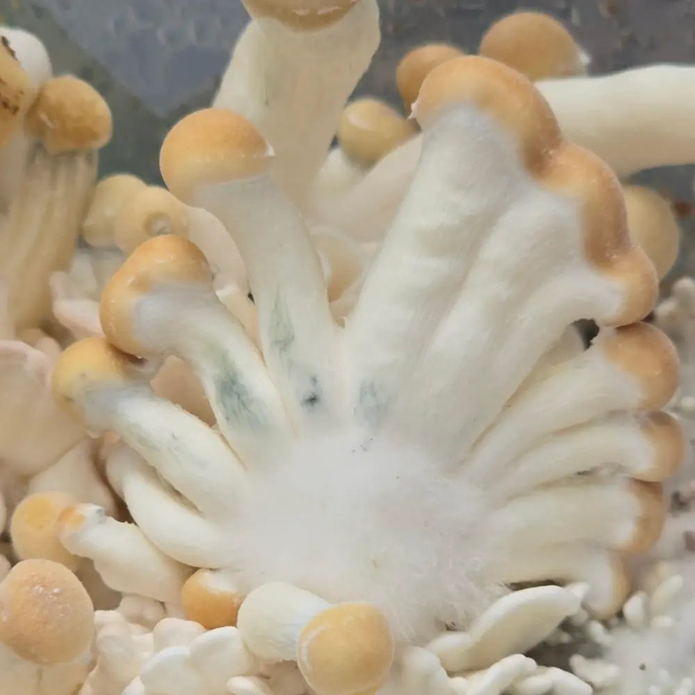 Hydra Heads Mushroom. Mycotopia