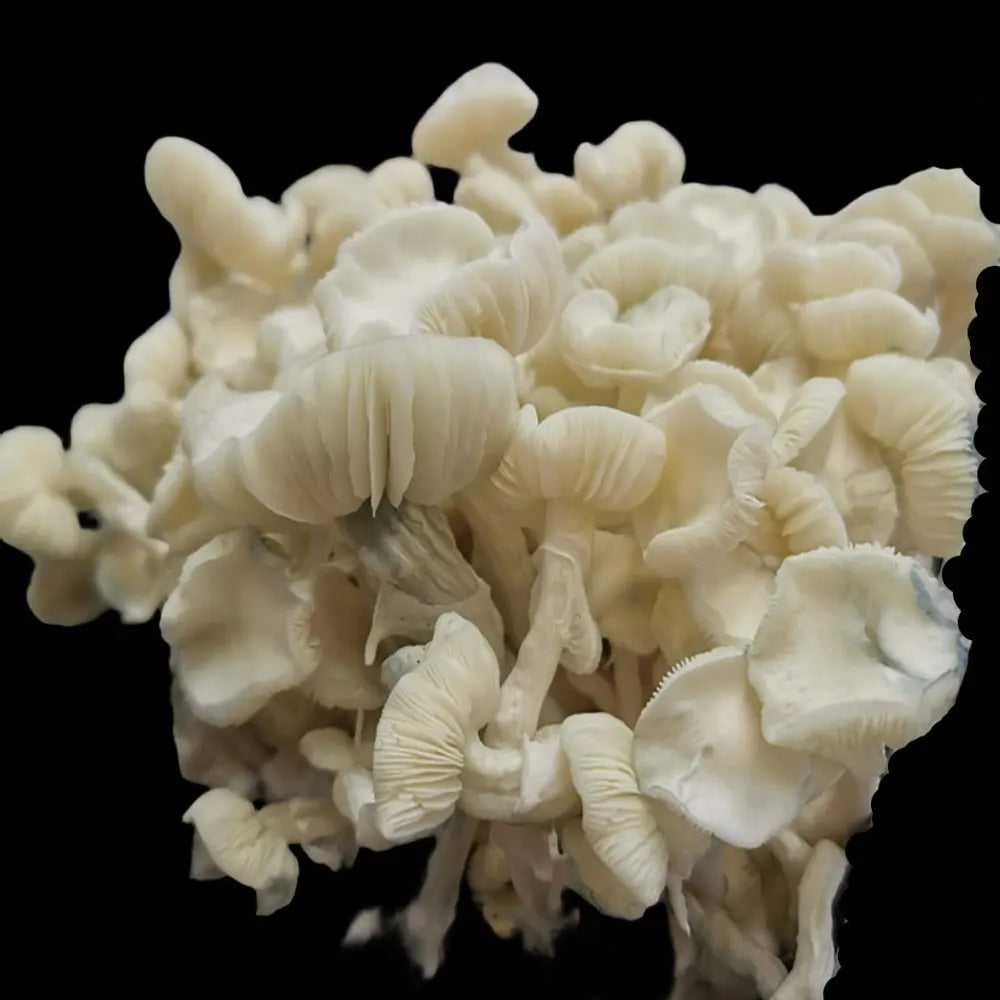 TAT x NSS Mushroom. Mycotopia